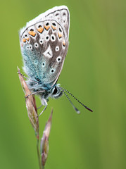 Common Blue