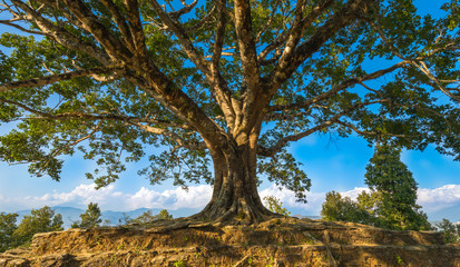 Beautiful big Pee pal tree in Tal Nepal