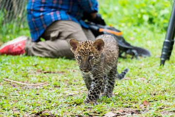 baby leopard in wildlife breeding station.