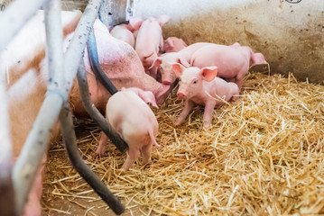 young piglets in agricultural livestock farm