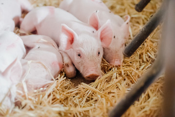 young piglet in agricultural livestock farm © volf anders