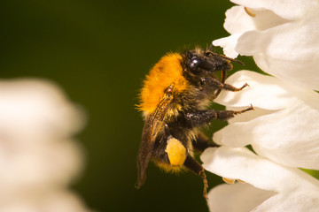 macro photo of bumblebee on white flower