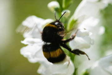 macro photo of bumblebee on white flower