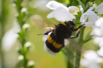 macro photo of bumblebee on white flower