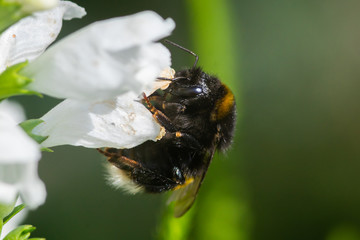 macro photo of bumblebee on white flower