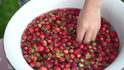 Childs hand washs small strawberries in enamel bowl. Close-up. show berries in his hand