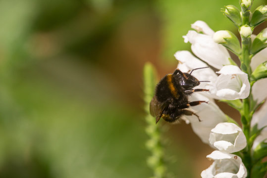 macro photo of bumblebee on white flower