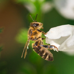 macro photo of bee on white flower