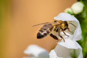 macro photo of bee on white flower