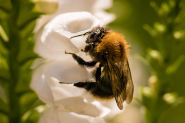 macro photo of bumblebee on white flower