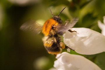 macro photo of bumblebee on white flower