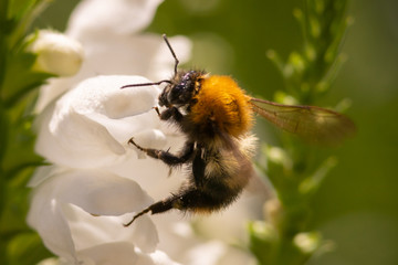 macro photo of bumblebee on white flower