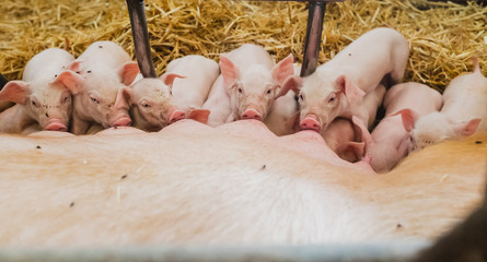 little piglets drinking milk closeup