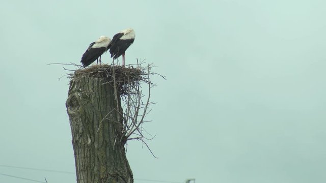 Two storks sit in a nest on a high tree against a blue sky, nature, copy space, fauna