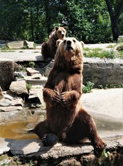 A large brown bear is sitting on the stones and has raised its paws in close-up.