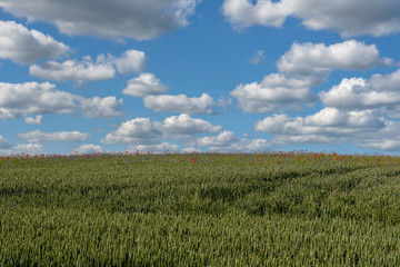 Colorful flowers on a green meadow, Denmark