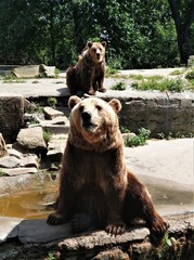 The image of a large brown bear with hanging hair among the stones.