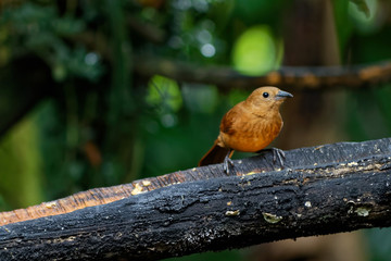 Pokutnik rdzawy (Rhytipterna holerythra)