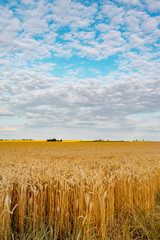Field of wheat and sun