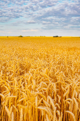 gold ripe wheat field in sun
