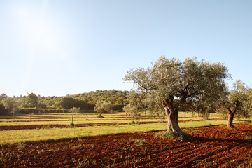 Mediterranean olive trees in a row in Istria region, Croatia