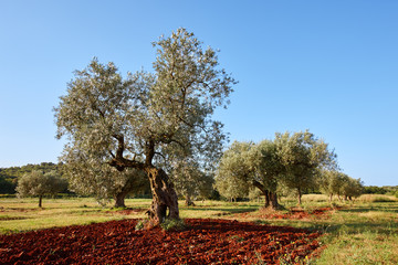 Mediterranean olive trees in a row in Istria region, Croatia