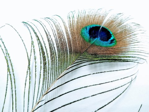 A picture of peacock feather isolated on a white background