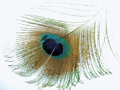 A picture of peacock feather isolated on white background