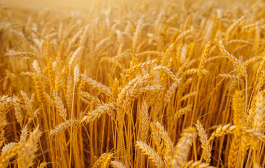 gold ripe wheat field in sun