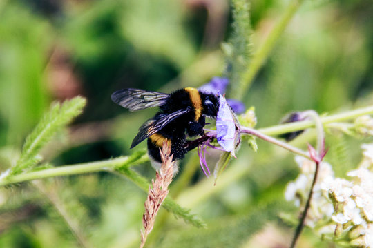 Bumblebee on flower, Kyrgyzstan