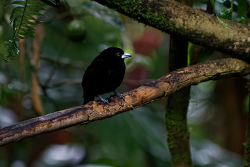 Tapiranga ognista (rhampocelus flammigerus)