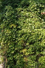 Virginia creeper or Victoria creeper (Parthenocissus quinquefolia, grape family, Vitaceae).