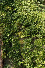 Fototapeta na wymiar Virginia creeper or Victoria creeper (Parthenocissus quinquefolia, grape family, Vitaceae).