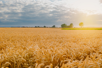Naklejka premium gold ripe wheat field in sun