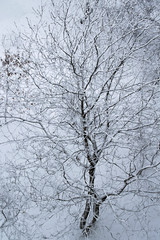 Tree covered with snow. Tree against a snow. Winter background. Vertical image