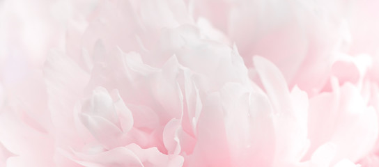 Pink soft peony petals close up background - obrazy, fototapety, plakaty