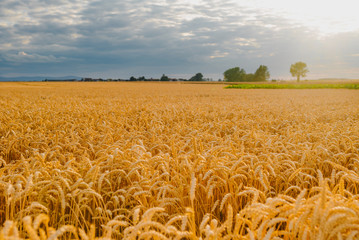 Naklejka premium gold ripe wheat field in sun