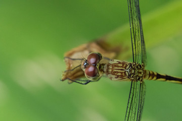 Dragonfly, close up