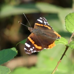 butterfly on flower