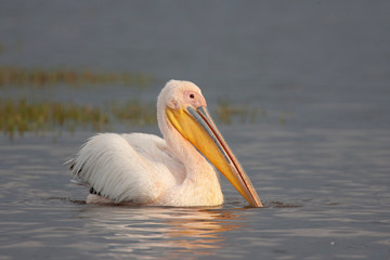 African Great White Pelican Swimming