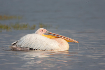 African Great White Pelican Swimming