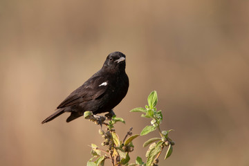Northern Anteater Chat in Kenya Africa