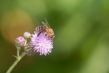 Bee on a thistle blossom