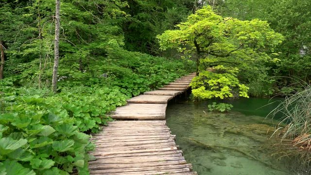 Boardwalk in the park. Walking the stairs across a mountain stream with transparent water, among rich green flora. 4K
