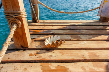big sea shell lies on a wooden pier on a sunny day