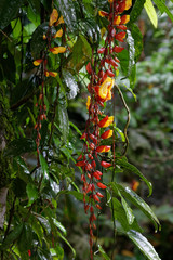 Tunbergia mysorska (Thunbergia mysorensis) © Miroslaw