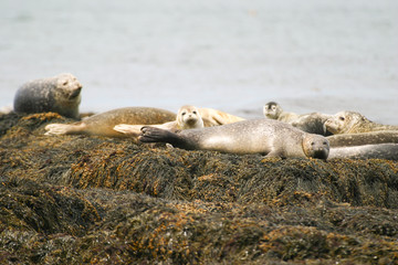 Fototapeta premium Grey Seal near Machias Seal Island