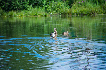 duck rises above  water, spreading its wings