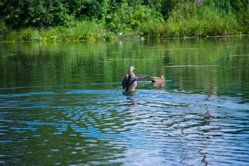 duck rises above  water, spreading its wings