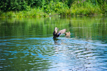 duck rises above  water, spreading its wings